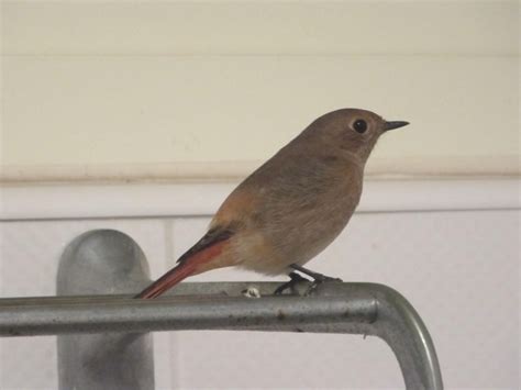 夢見鳥飛進家裡號碼|【有鳥飛進家裏】有鳥飛進家裡！破解常見迷信，揭開牠飛來的真。